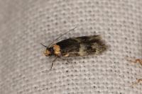 Oegoconia