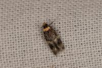 Oegoconia