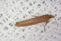 Ypsolopha ustella