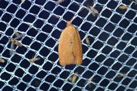 Clepsis consimilana