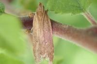 Helcystogramma lutatella