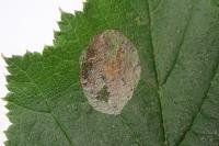 Phyllonorycter coryli
