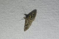 Alucita hexadactyla