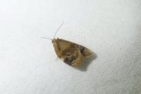 Ditula angustiorana