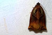 Archips podana