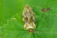Archips xylosteana