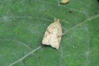 Acleris ferrugana/notana