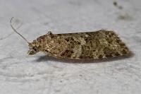 Cnephasia