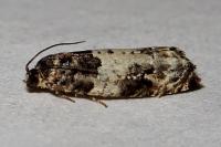Gypsonoma sociana