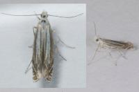 Isophrictis lineatella