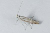 Isophrictis lineatella