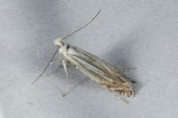Isophrictis lineatella