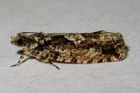 Zeiraphera isertana