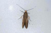 Crassa unitella