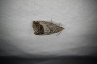 Cydia splendana