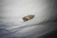 Cydia splendana