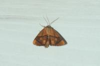 Apoda limacodes