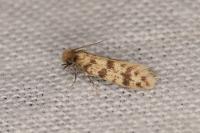Eumasia parietariella