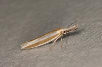 Pleurota aristella