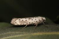 Yponomeuta irrorella