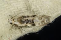 Altenia scriptella