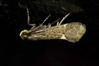 Esperia sulphurella