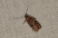 Agonopterix purpurea