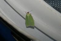 Tortrix viridana