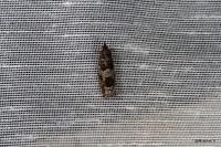 Ancylis achatana