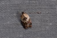 Acleris variegana
