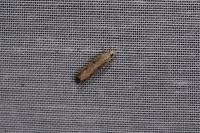 Bactra lancealana