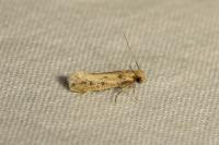 Anomalotinea liguriella