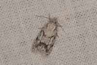 Symmoca signatella