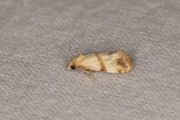 Phalonidia contractana