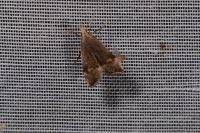 Anasphaltis renigerellus