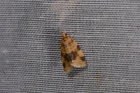 Epagoge grotiana