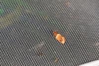 Epinotia festivana