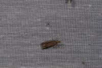 Aplota palpella