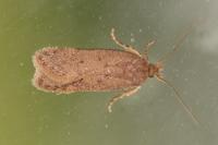 Bryotropha terrella