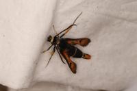 Pyropteron chrysidiforme