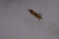Harpella forficella