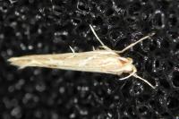Pyroderces argyrogrammos