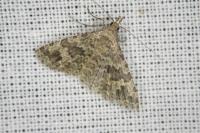 Alucita hexadactyla
