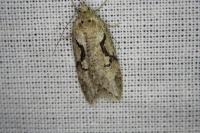 Semioscopis steinkellneriana