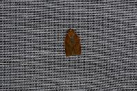 Clepsis consimilana