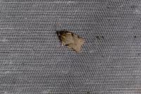 Clepsis spectrana