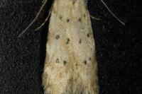 Pseudotelphusa paripunctella
