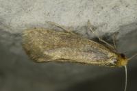 Nematopogon adansoniella