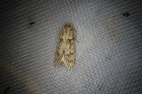 Diurnea fagella