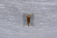 Nematopogon adansoniella